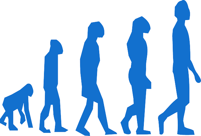 进化 猴 男人 - 免费矢量图形
