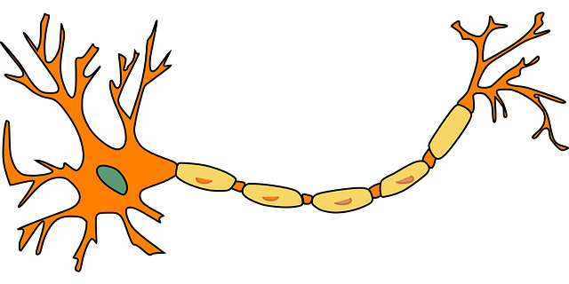 神经元 神经细胞 轴突 - 免费矢量图形