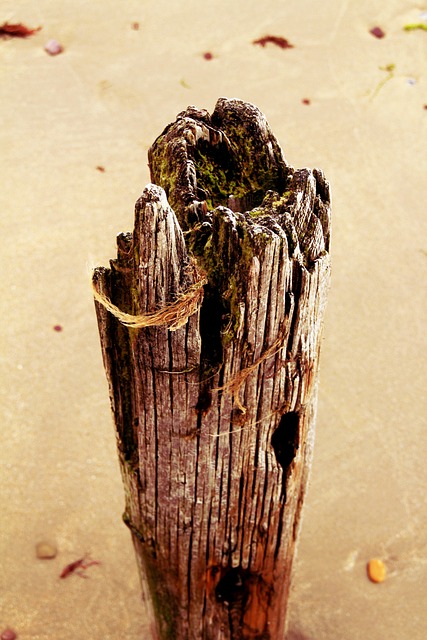 赌注 树干 Peg - 上的免费照片