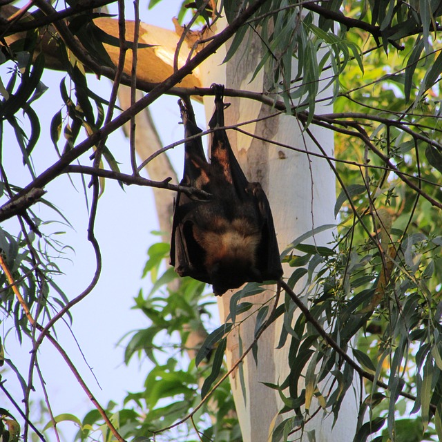 蝙蝠 达瓦 蝙蝠耳 - 上的免费照片