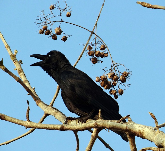 印度丛林乌鸦 乌鸦 大嘴乌鸦 - 上的免费照片