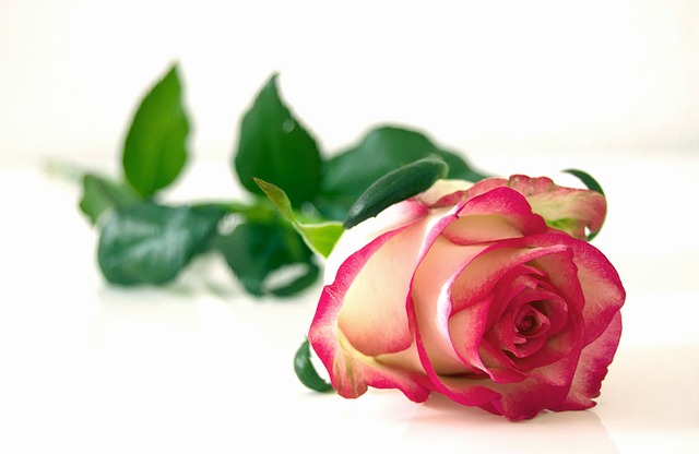 玫瑰 花 植物 - 上的免费照片