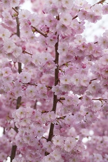 樱花 开花 春天 - 上的免费照片