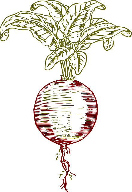甜菜 红菜头 根 - 免费矢量图形