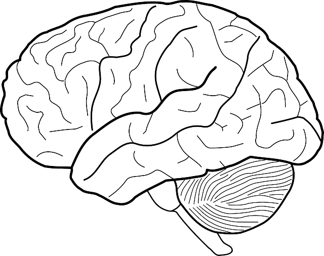 脑 人类 科学 - 免费矢量图形
