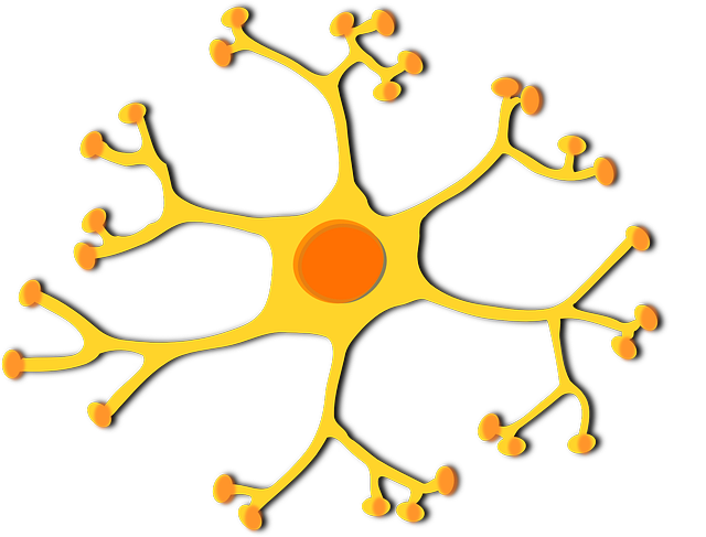 神经元 细胞 核 - 免费矢量图形