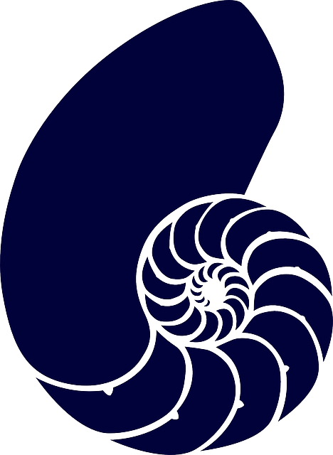 壳 海 蓝色的 - 免费矢量图形
