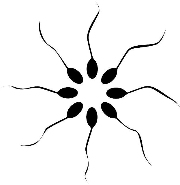 精子 游泳运动员 尾巴 - 免费矢量图形