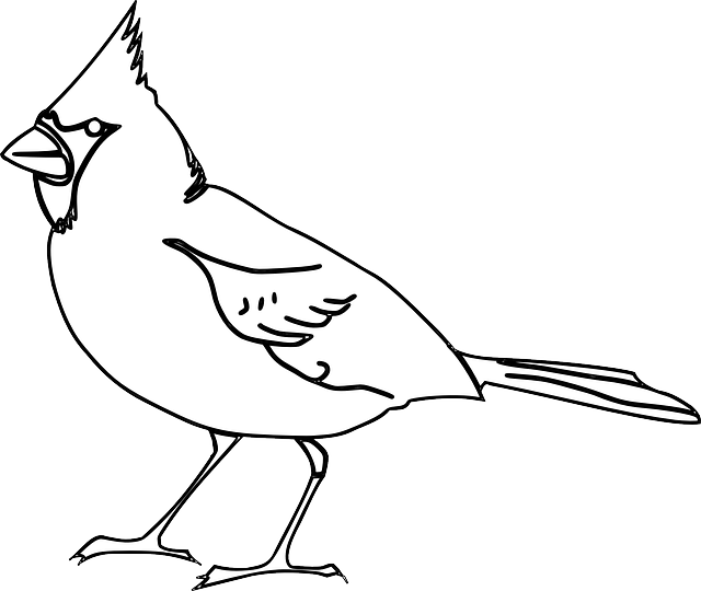 鸟 红衣主教 鸣鸟 - 免费矢量图形