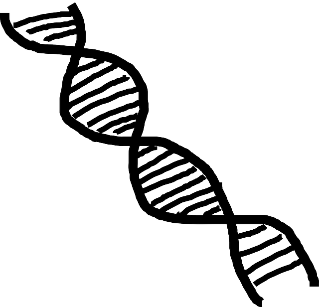 脱氧核糖核酸 双螺旋 螺旋 - 免费矢量图形