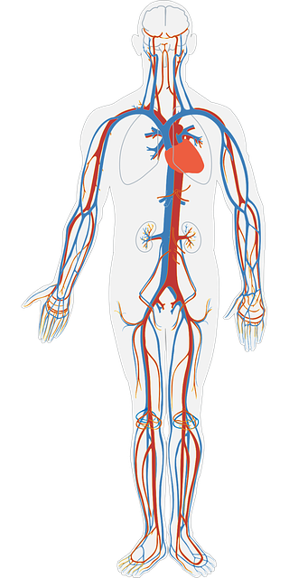 人的身体 循环系统 循环 - 免费矢量图形