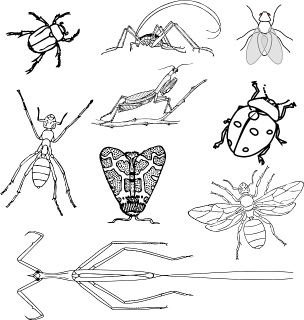 昆虫 错误 甲虫 - 免费矢量图形