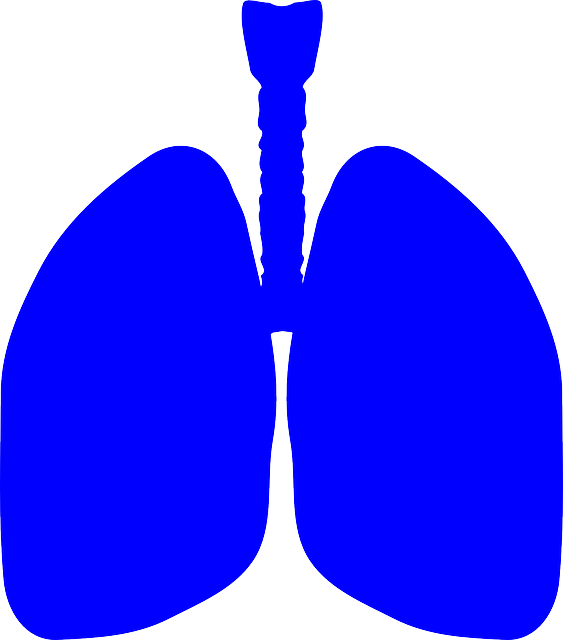 肺 人的身体 解剖学 - 免费矢量图形