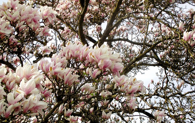 白玉兰树 玉兰花 树木 - 上的免费照片