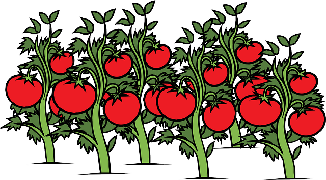 番茄 花园 藤蔓 - 免费矢量图形