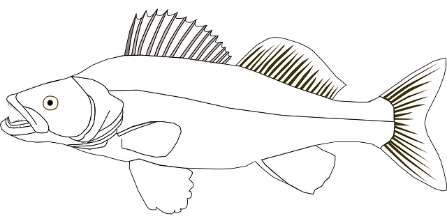 角膜白斑 鱼 派克 - 免费矢量图形