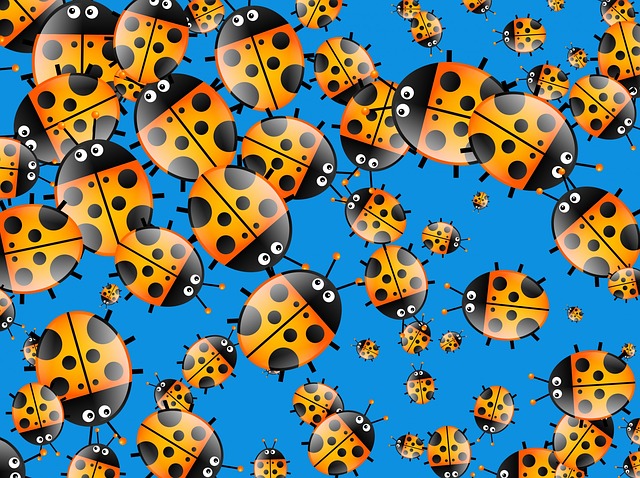 卡通片 瓢虫 动物 - 上的免费图片