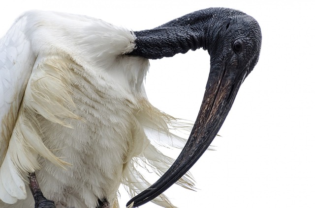 非洲 动物 喙 - 上的免费照片