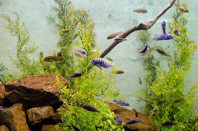 藻类 水族馆 生物学 - 上的免费照片
