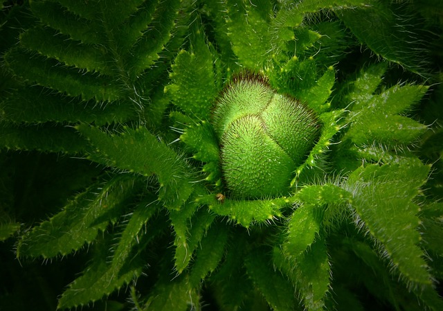 芽 植物 罂粟 - 上的免费照片