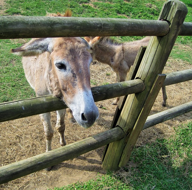 驴 动物 农场 - 上的免费照片