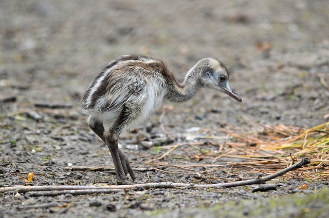 鸸 鸵鸟 食火鸡 - 上的免费照片