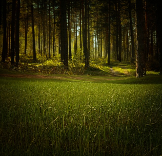草 树木 森林 - 上的免费照片
