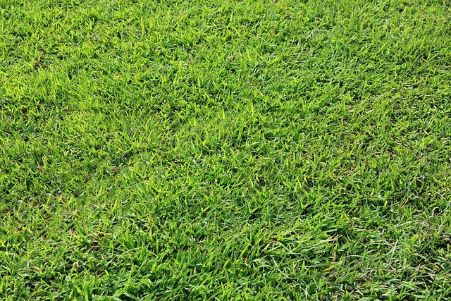 草背景 草 背景 - 上的免费照片
