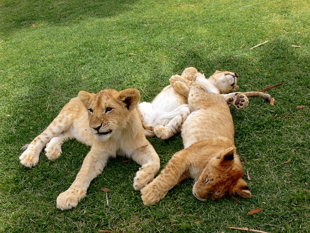 狮子 小狮子 幼崽 - 上的免费照片