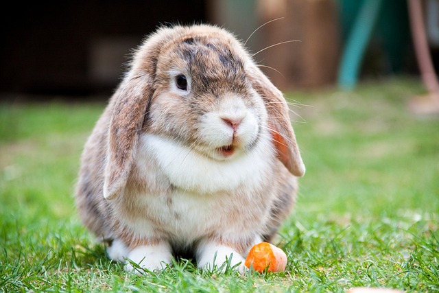 垂耳 兔子 野兔 - 上的免费照片