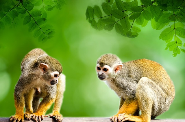 猴 亚马逊 松鼠 - 上的免费照片