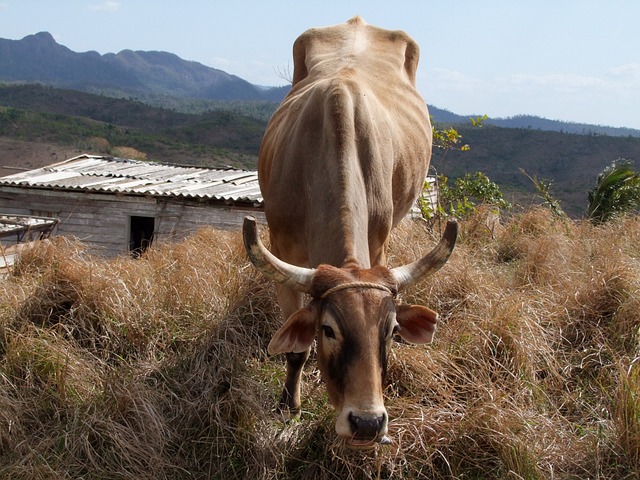 农业 农场动物 奶牛 - 上的免费照片