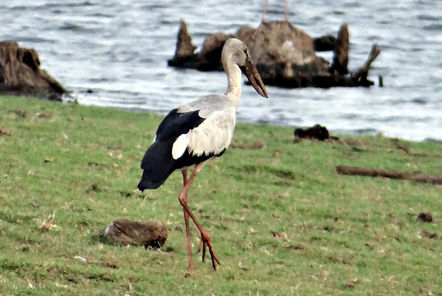 亚洲 Openbill 亚洲白鹳 骨吻合口 - 上的免费照片