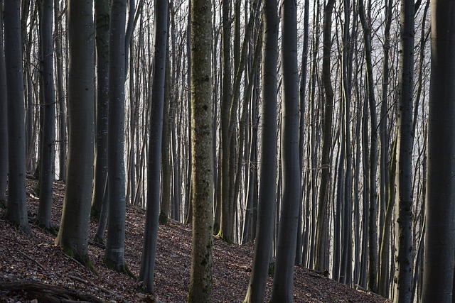 山毛榉林 部落 书箱 - 上的免费照片