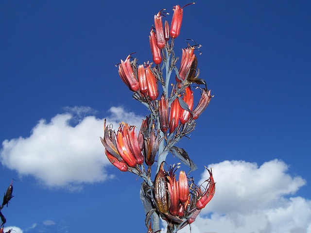 磷钾 亚麻 哈拉克克 - 上的免费照片