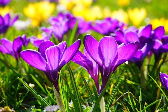 紫色的 花朵 番红花 - 上的免费照片