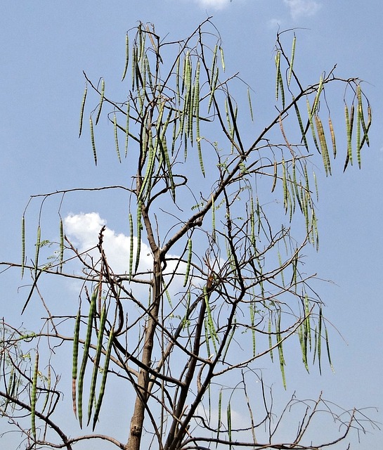 辣木 鼓槌树 鼓槌 - 上的免费照片