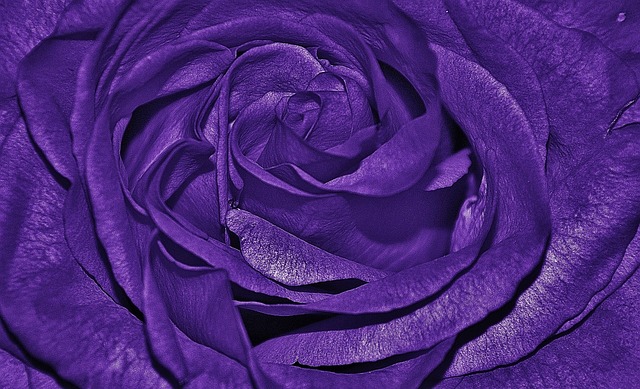 玫瑰 紫色的 莱拉 - 上的免费照片