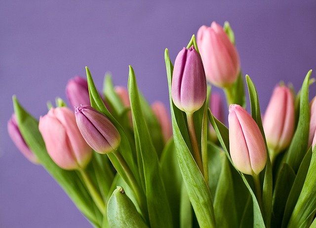 郁金香 芽 鲜花 - 上的免费照片