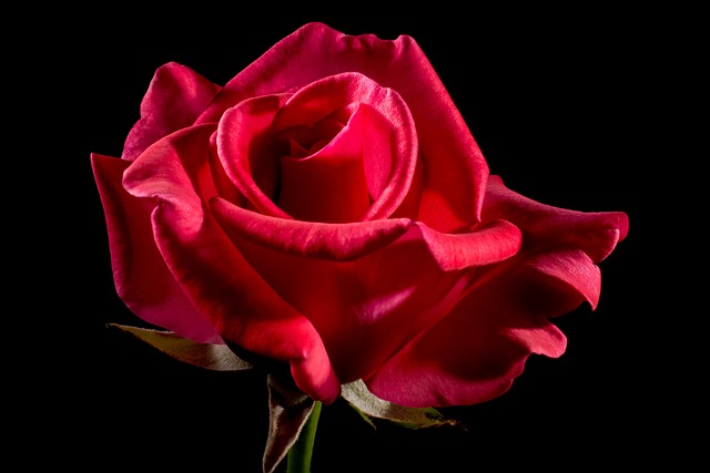 红色的 玫瑰 花 - 上的免费照片