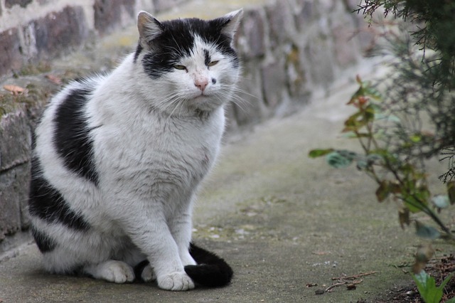 猫 雄猫 猫的眼睛 - 上的免费照片