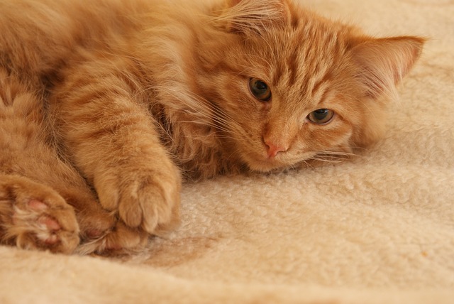 小猫 猫 动物 - 上的免费照片