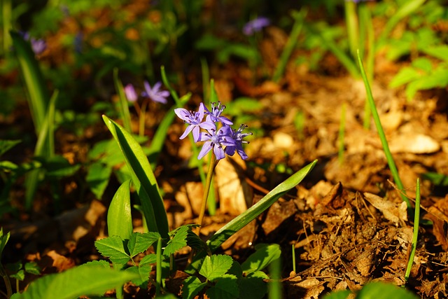 蓝色星星 席拉 开花 - 上的免费照片