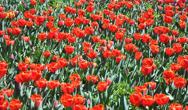 花 郁金香 红色的 - 上的免费照片