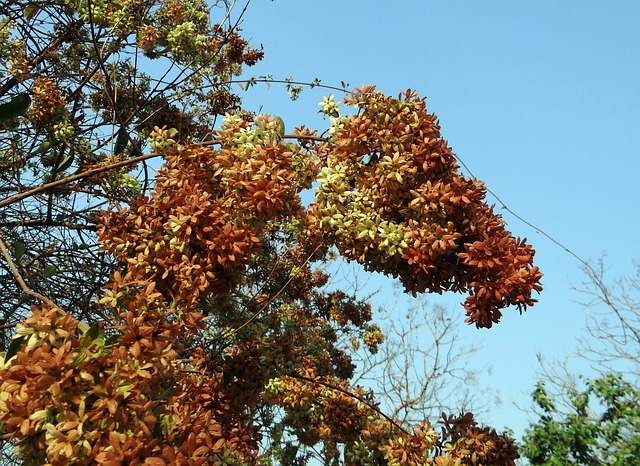 野花 花纸登山者 Gaichho Lata - 上的免费照片