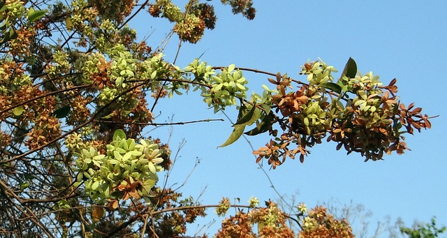 野花 花纸登山者 Gaichho Lata - 上的免费照片