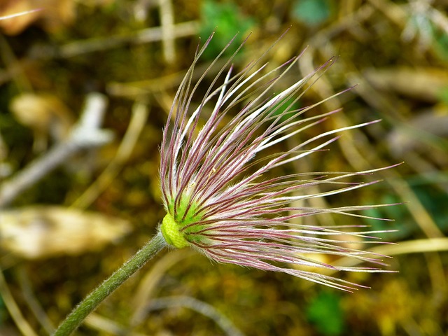 Pasque 花 种常见的花 白头翁寻常型 - 上的免费照片