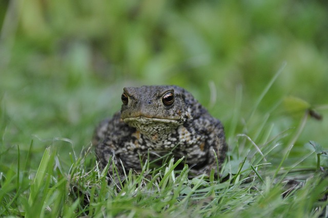 路径 绿色 草 - 上的免费照片