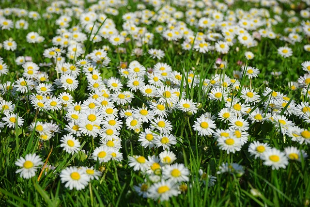 雏菊 花朵 植物 - 上的免费照片