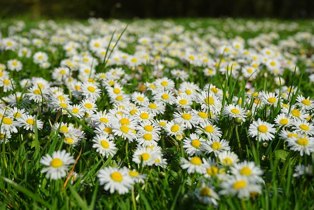 雏菊 花地毯 白色的 - 上的免费照片
